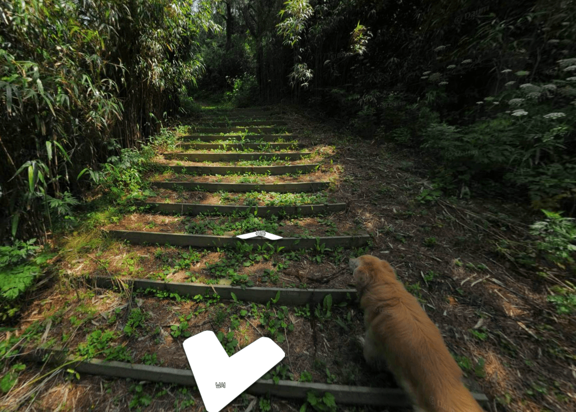 Korean Dog Photobombs Daum Maps Streetview All Over An Entire Island ...