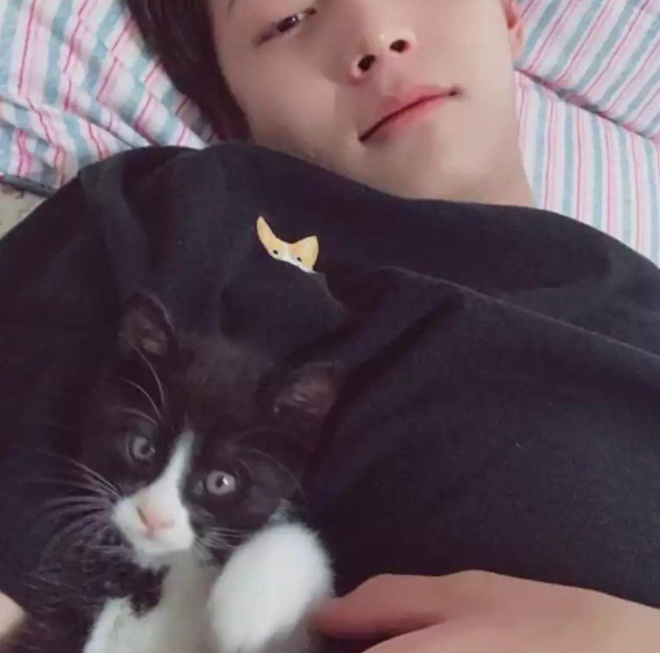 15 Photos Of Idol Cats To Celebrate International Cat Day Koreaboo