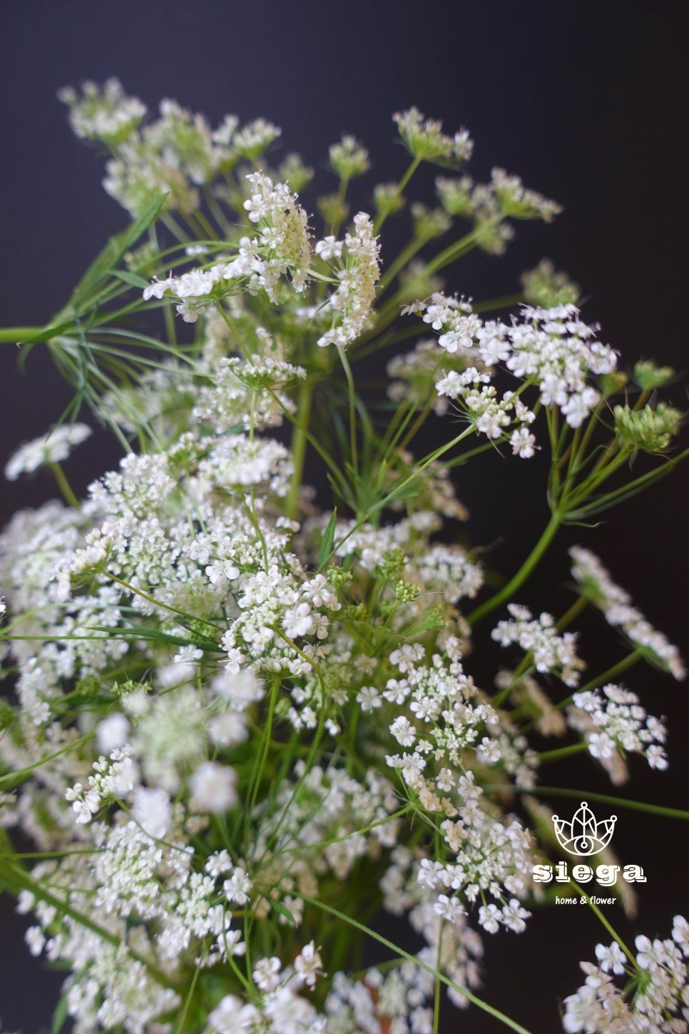 Symbolism Of Flowers